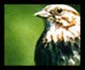 Song Sparrow Images