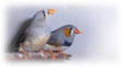 Picture of Zebra Finches